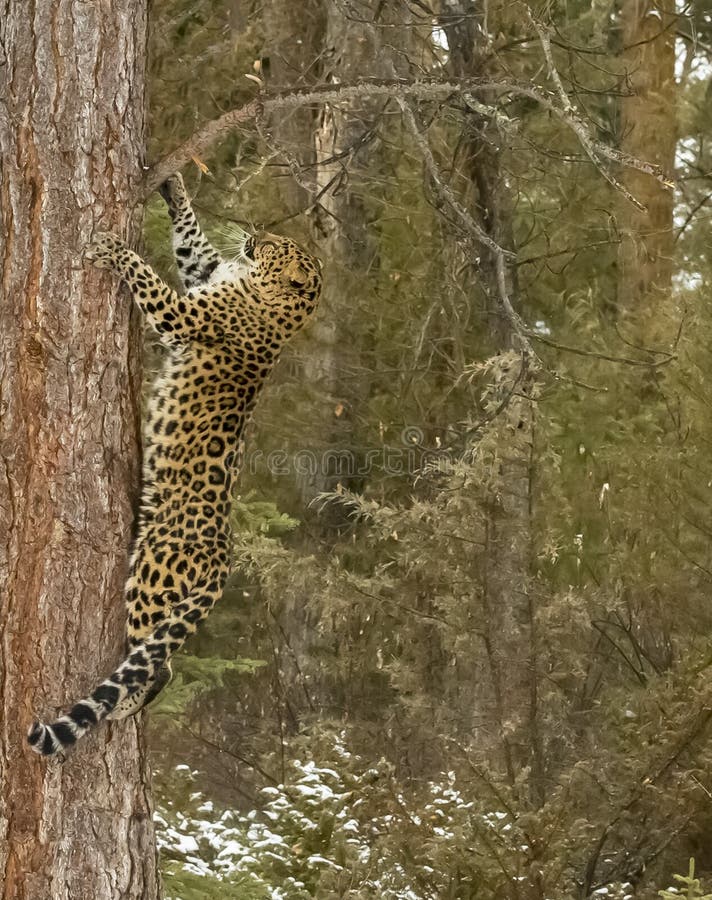 Lateinischer Name - Panthera pardus orientalis lizenzfreies stockbild