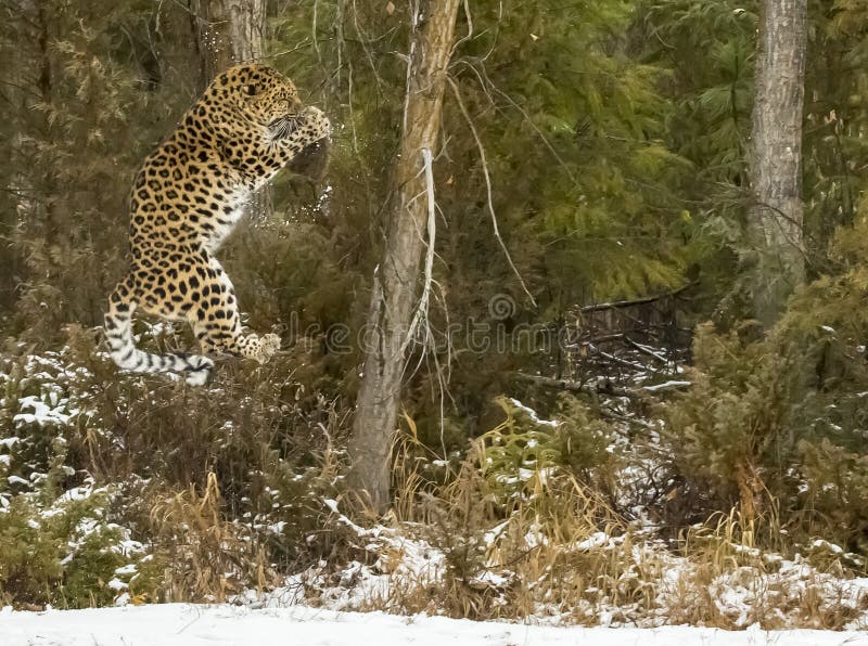 Lateinischer Name - Panthera pardus orientalis stockbilder