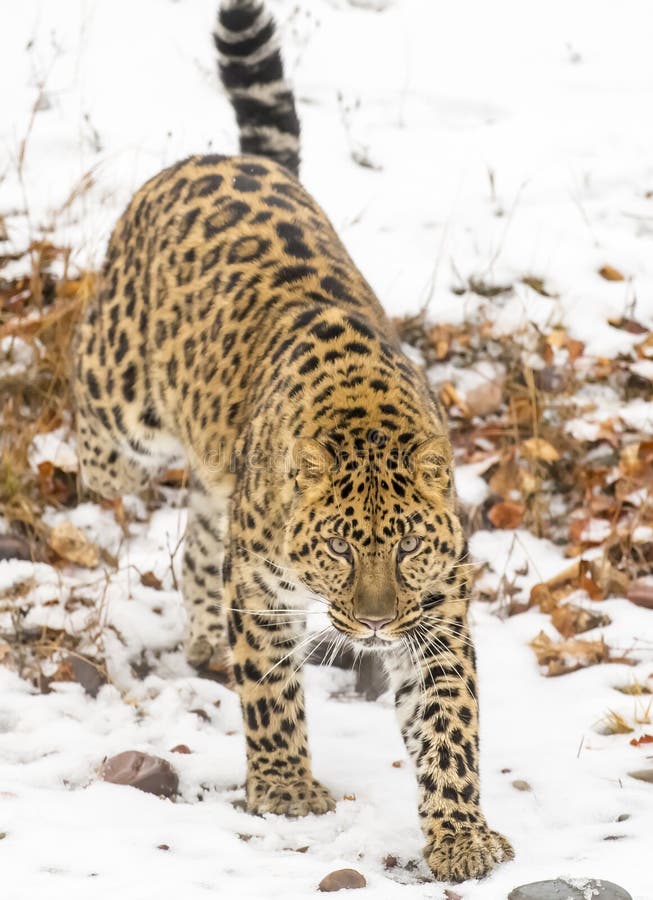 Amur-Leopard lizenzfreies stockbild