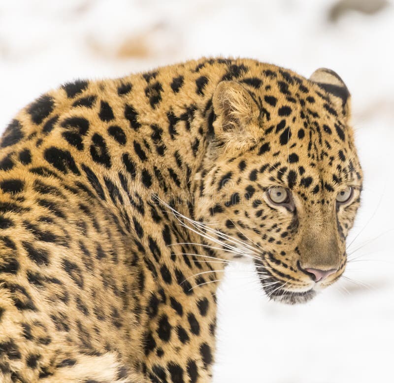 Amur-Leopard stockfotografie