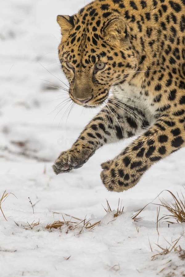 Lateinischer Name - Panthera pardus orientalis lizenzfreies stockbild