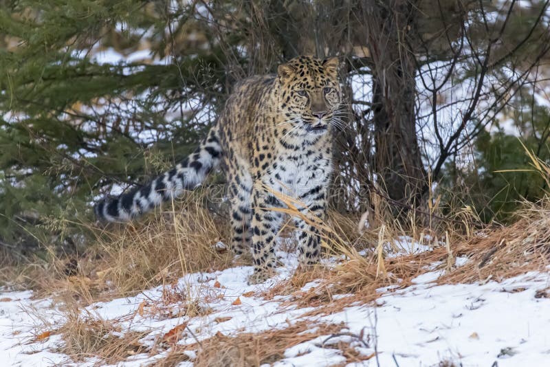 Lateinischer Name - Panthera pardus orientalis lizenzfreies stockfoto