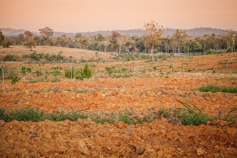 Lateritic soil stock photo. Image of surface, cultivated 39858822
