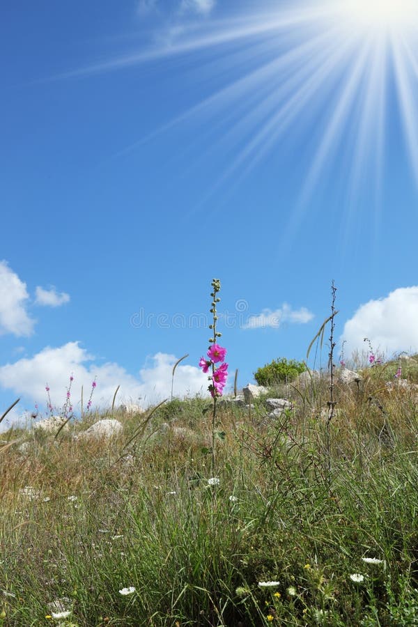 Spring in the desert. Latest pink flowers and dried grass. Beautiful dried field flowers stock images, royalty-free photos and pictures
