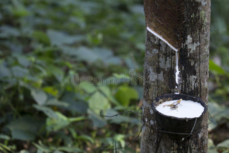 Latex Extracted from Rubber Tree Hevea Brasiliensis As a Source of