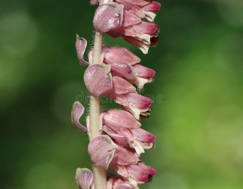 Lathraea squamaria royaltyfri bild