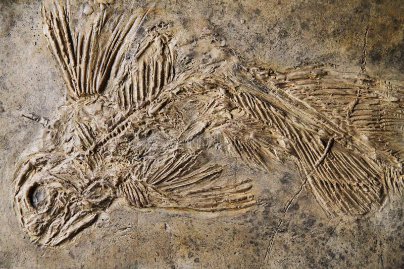 latimeria fish fossil