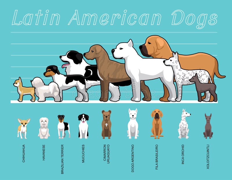 Latin American Dogs Size Comparison Set Cartoon Vector