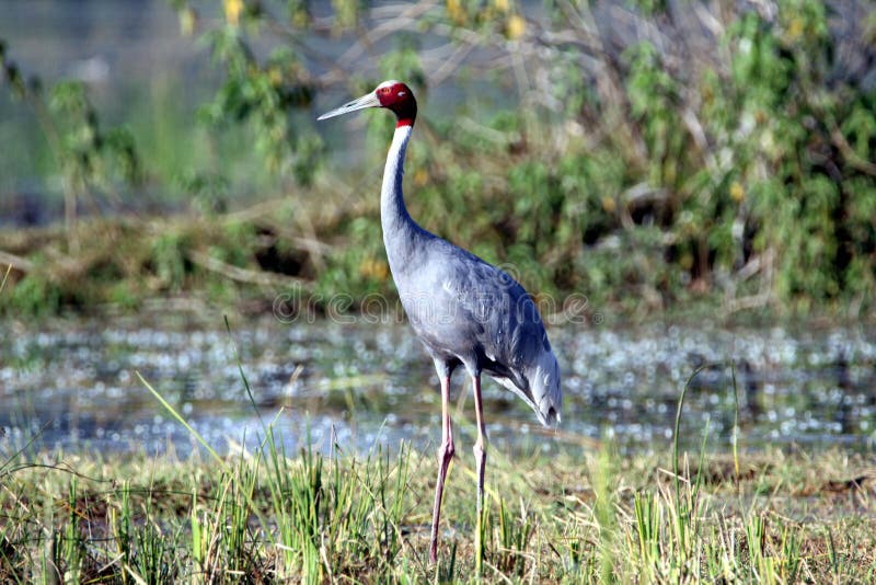 latinsk name sarus för antigonekrangrus royaltyfri bild latinsk name sarus för antigonekrangrus royaltyfri bild