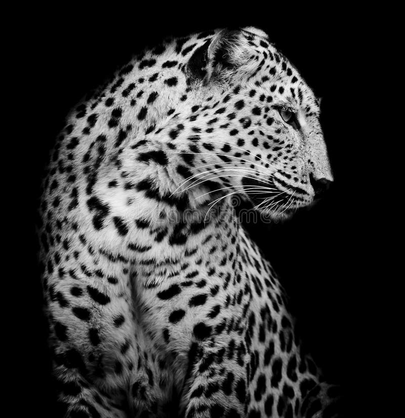 Lato in bianco e nero del leopardo fotografia stock