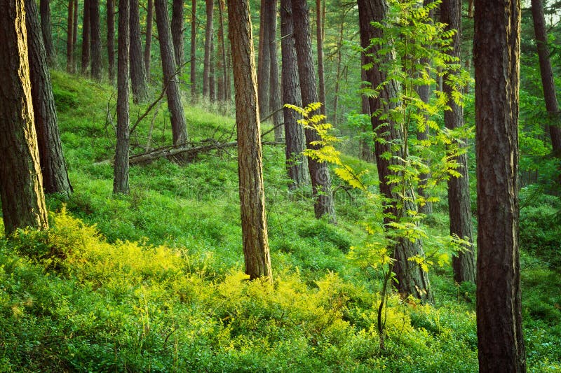 Lato borówki i pinewood rośliny na lasowej podłodze fotografia stock