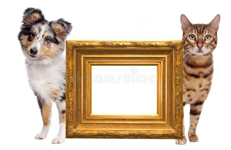 Lato del cane e del gatto al lato immagini stock libere da diritti Lato del cane e del gatto al lato immagini stock libere da diritti