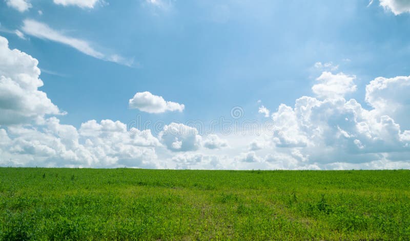 Lato olśniewająca łąka z niebieskim niebem i puszystymi chmurami