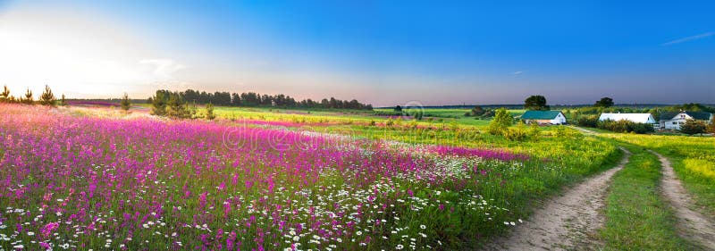 Lato wiejska krajobrazowa panorama z kwitnie łąką