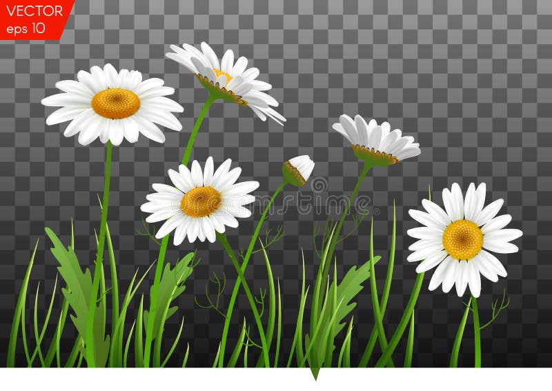 Lato łąka z realistyczną stokrotką, rumianek kwitnie na przejrzystym tle również zwrócić corel ilustracji wektora ilustracji