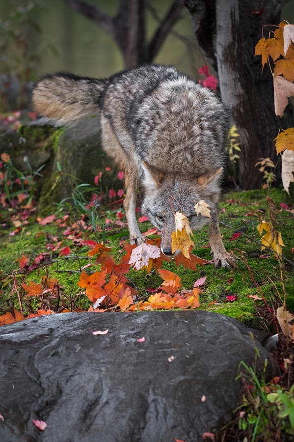 Latrans de Canis de coyote derrière l'automne de feuille images stock Latrans de Canis de coyote derrière l'automne de feuille images stock