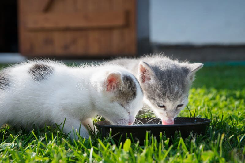 Piccolo Gattino Sveglio Che Lecca Latte Immagine Stock Immagine di