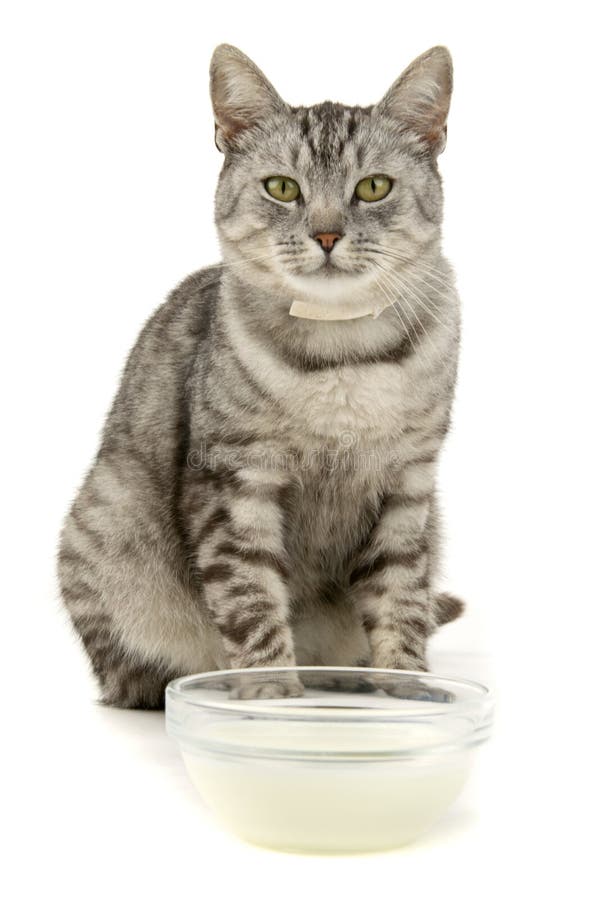 Gatto Con Il Latte Della Ciotola Immagine Stock Immagine di felino