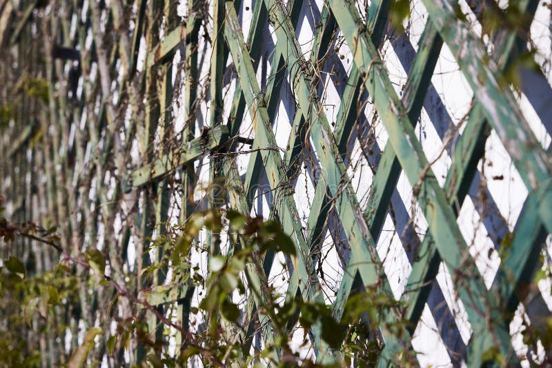 Lattice for plants stock image. Image of nature, plants 266817511