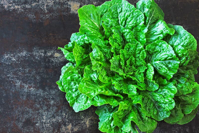 Lattuga di roma verde fresca Un bel po' di lattuga verde su uno sfondo di stile loft fotografia stock