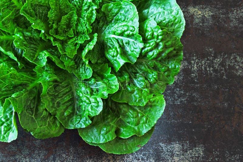 Lattuga di roma verde fresca Un bel po' di lattuga verde su uno sfondo di stile loft fotografia stock libera da diritti