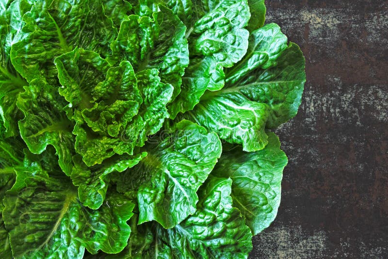 Lattuga di roma verde fresca Un bel po' di lattuga verde su uno sfondo di stile loft immagini stock