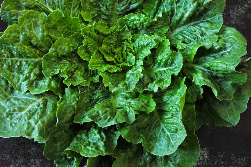 Lattuga di roma verde fresca Un bel po' di lattuga verde su uno sfondo di stile loft fotografie stock libere da diritti