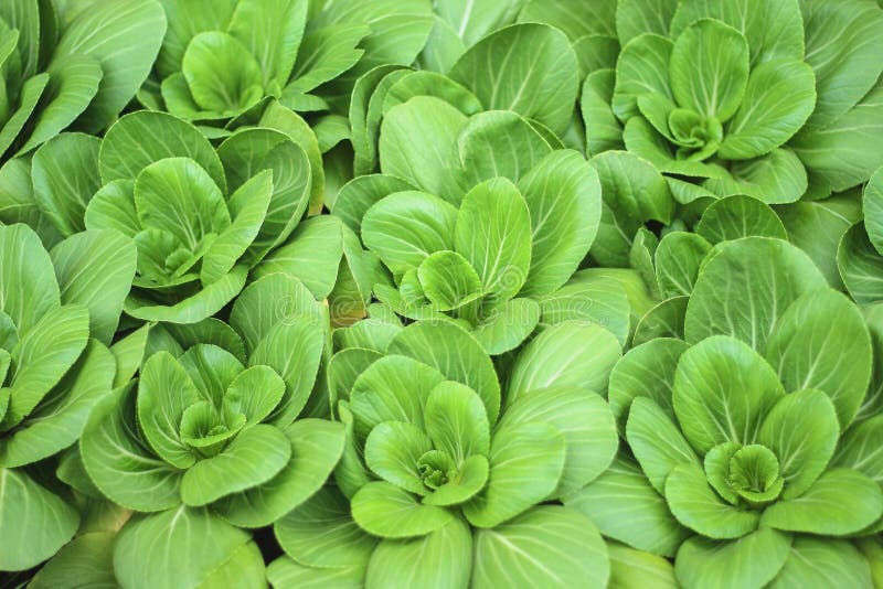 Lattuga romana verde idroponica o lattuga di romain, fondo della natura delle piante ornamentali fotografia stock libera da diritti