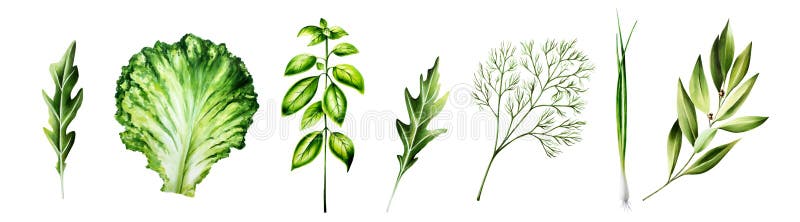 Lattughe verdi di rucola o di rucola di foglia dill di basilico. Calzatura a mano di colore filato Sala kale fotografia stock libera da diritti