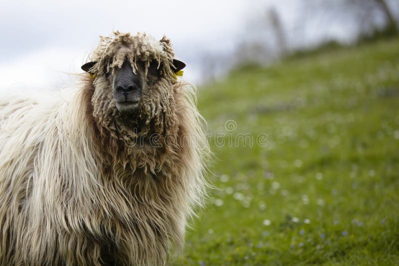 Latxa sheep from the basque country looking at the camera. portrait in the countryside. rural life