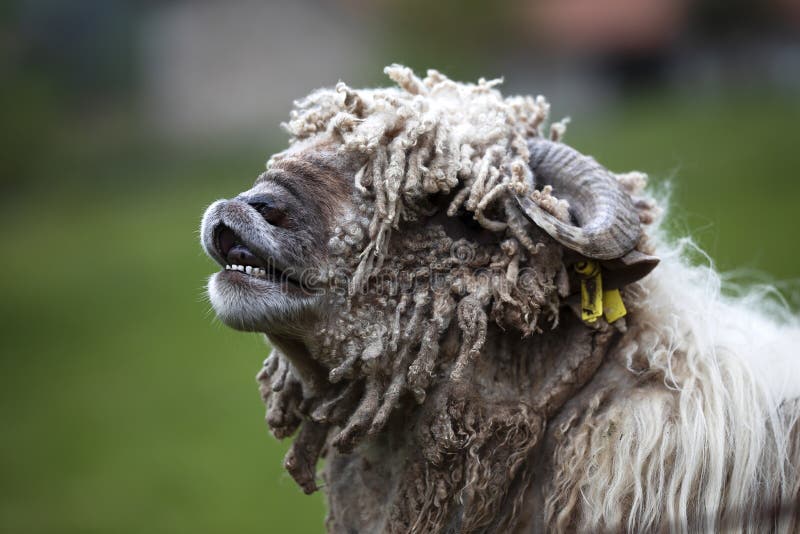 Latxa sheep, breed from the basque country, used in livestock breeding. close-up portrait in a funny gesture