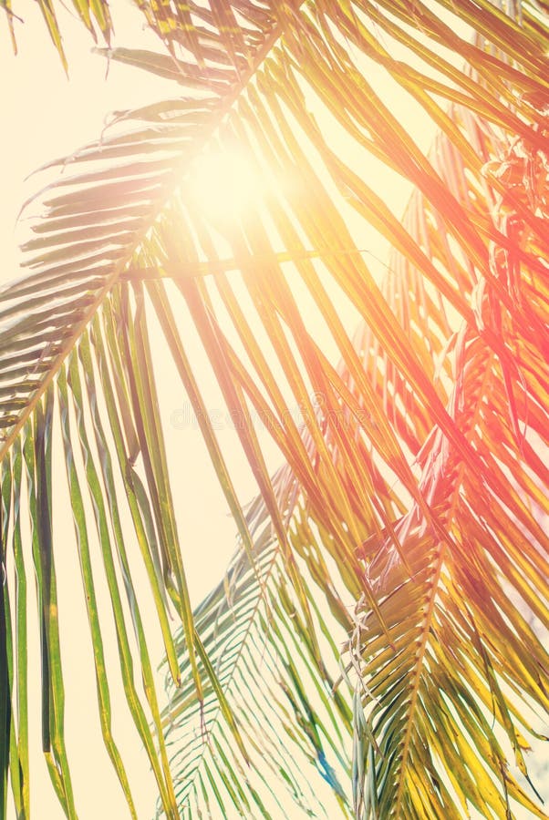 Laub der KokosnussPalme mit Retro- gefiltert Mit Sun über Blättern