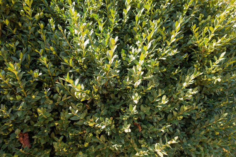 Laub Von Buxus Sempervirens Strauch Stockbild Bild von strauch