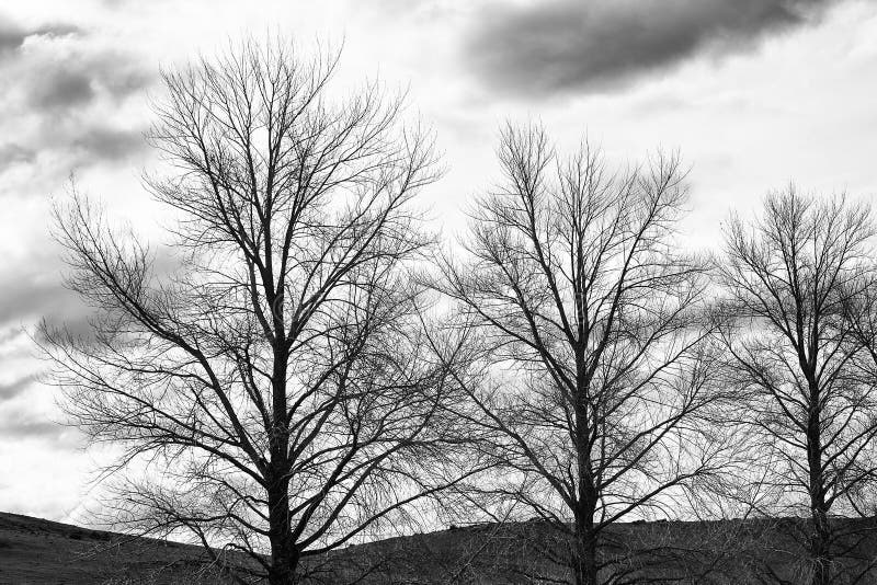 Laubbaume Im Winter Stockbild Bild Von Einfarbig Wolke