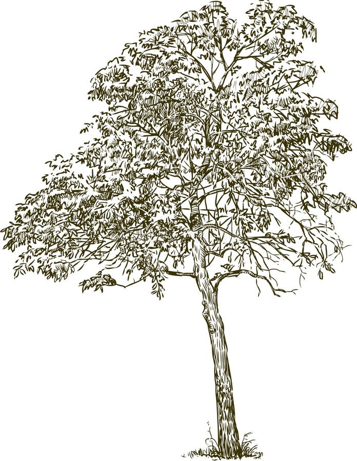 Laubbaum vektor abbildung. Illustration von kabel, hand