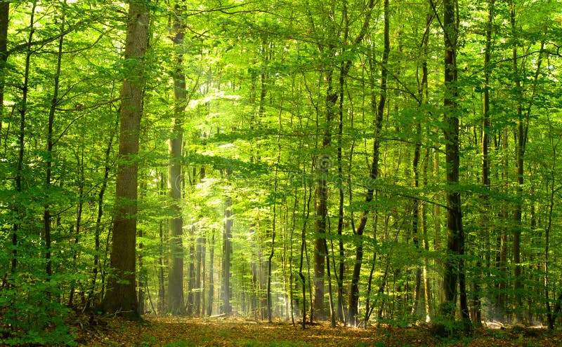 Laubwechselnder Wald am Sommer lizenzfreie stockfotos