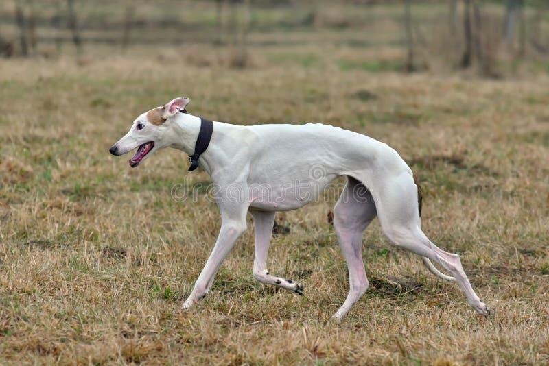 Running white Greyhound dog on a rural background. Running white Greyhound dog on a rural background