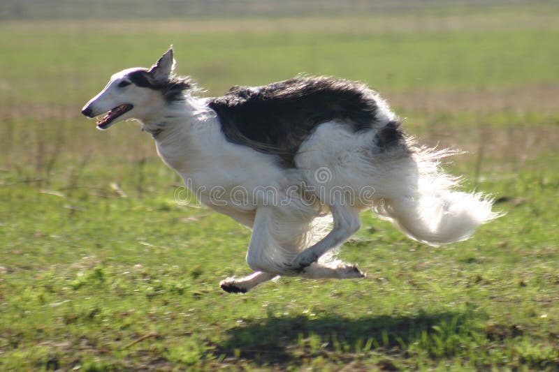 Russian borzoi - russian national breed. Russian wolfhound. Russian borzoi - russian national breed. Russian wolfhound.