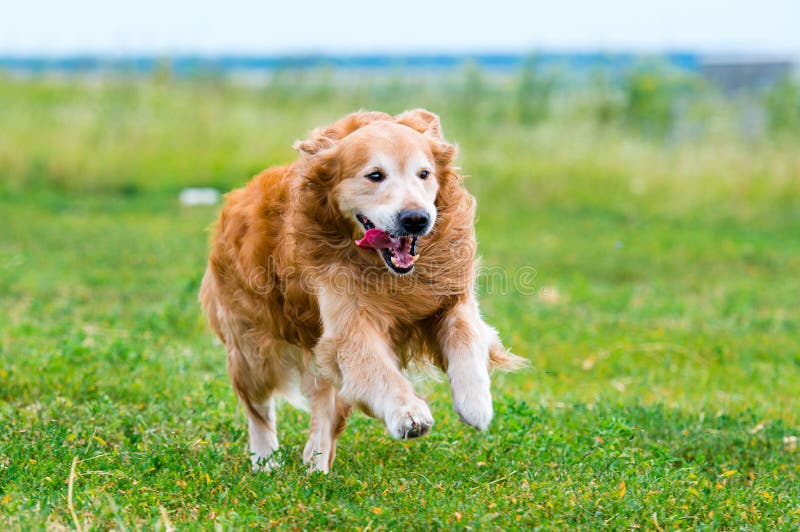 Laufender Hund Des Goldenen Apportierhunds Stockbild Bild von garten
