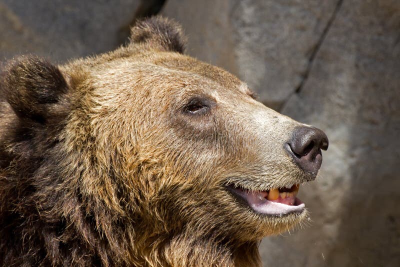 Laughing Brown Bear Stock Image Image Of Daylight Bear 26614375