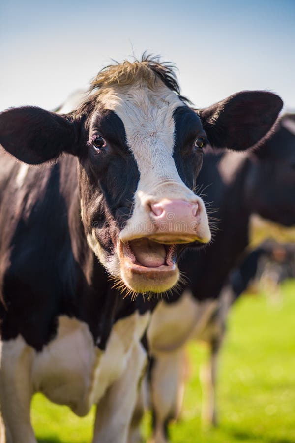 unherd the laughing cow unherd the laughing cow