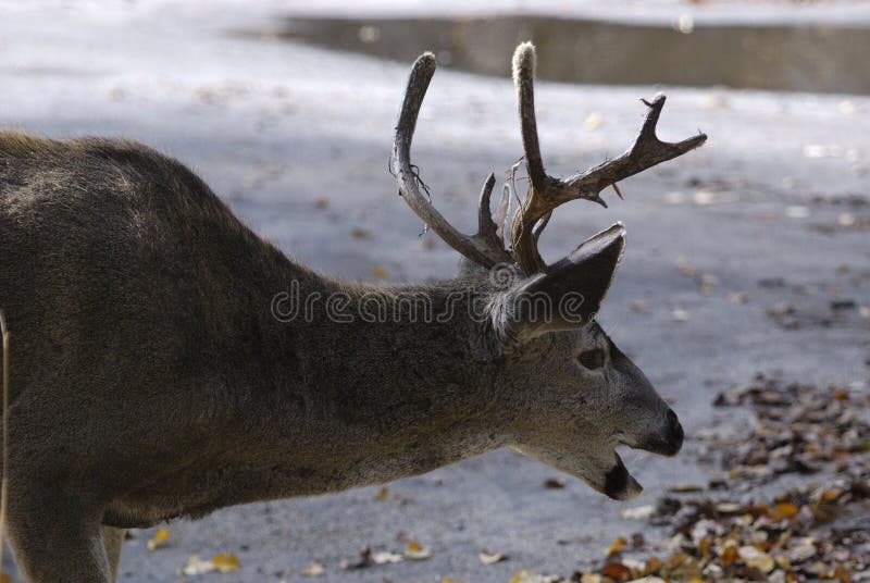 Laughing Deer