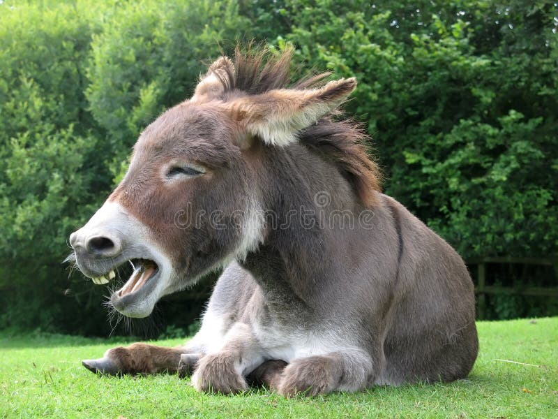 Sonriente burro sobre el prado.