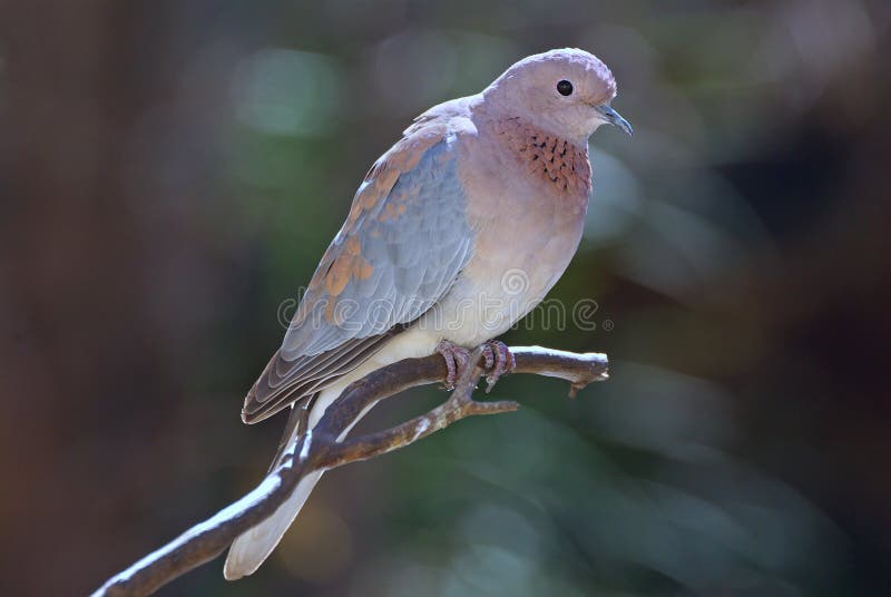 Laughing dove