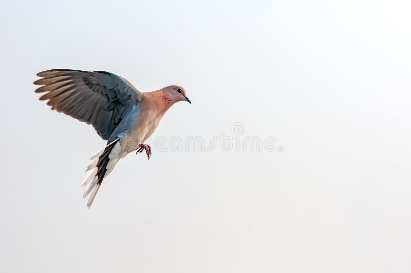 Laughing dove stock image. Image of ornithology, landing 165526795