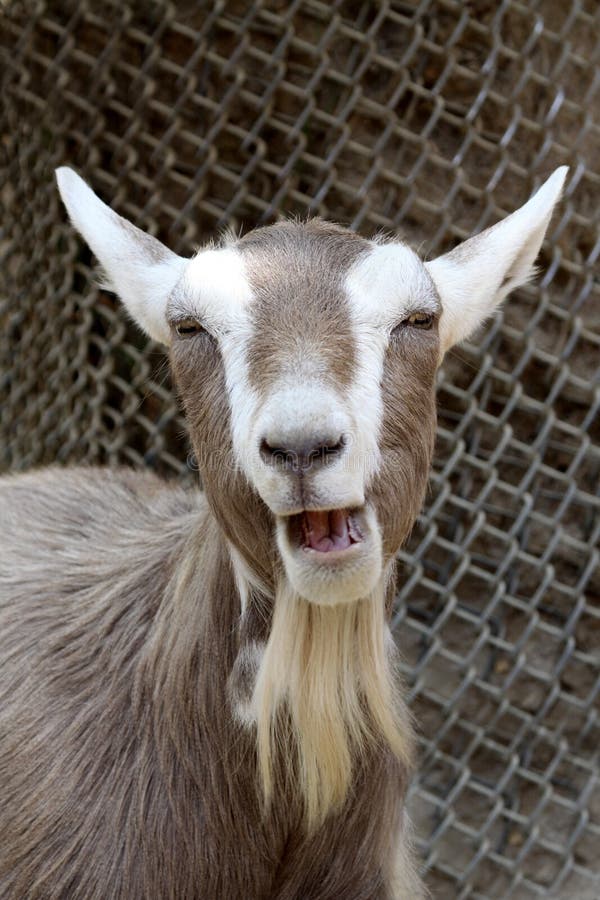 Laughing Goat