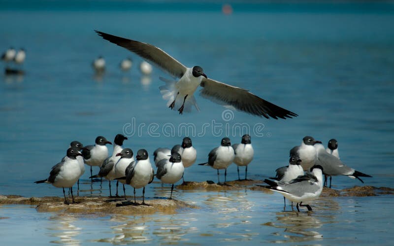 Gruppo di gabbiani in riva al mare.