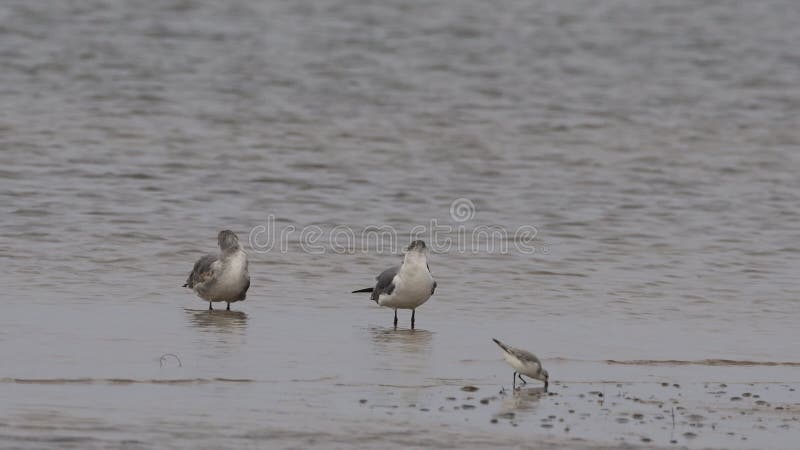 Laughing gulls preening themselves at a beach on cloudy day