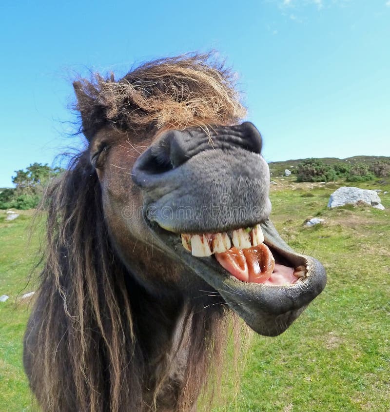 Un pony selvaggio in Loch Druidibeag in South Uist nelle Ebridi Esterne, Scozia colpisce un divertente ridere di espressione.