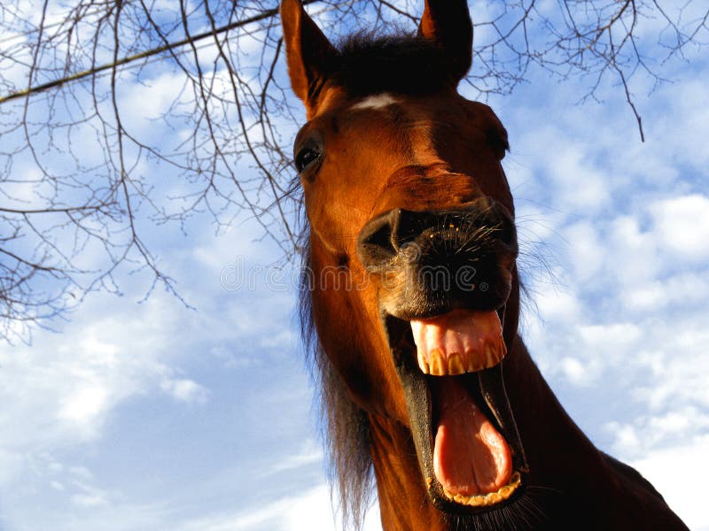 Laughing horse stock photo. Image of laughing, caballo 59526366